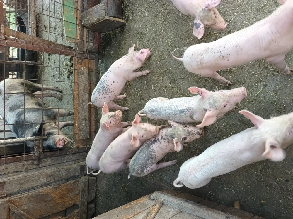 Purcei 9 săptămâni    13  Purcei 9 săptămâni    13