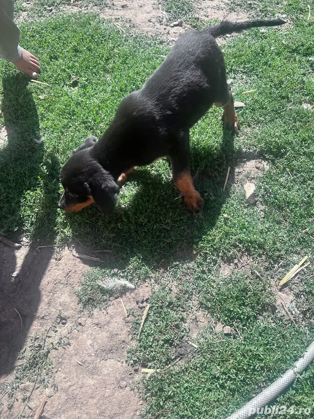 Catei de vanzare Catei de vanzare