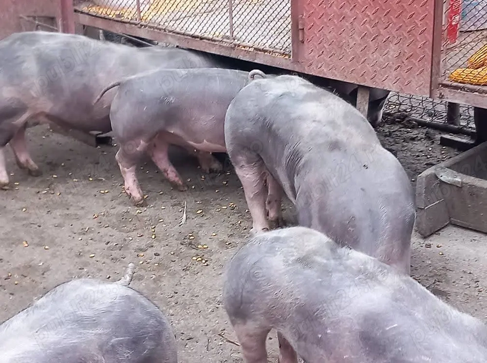 Porci de vânzare mari si mici.