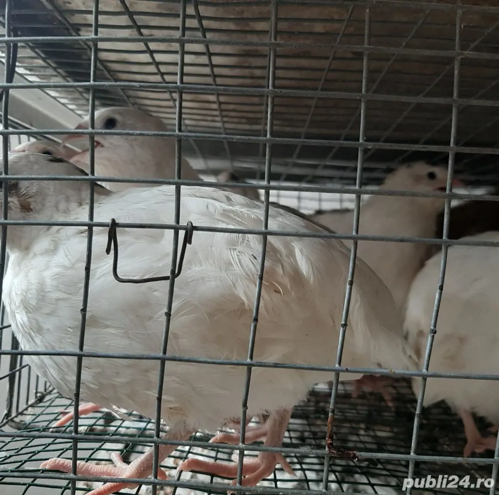 Prepelițe outoare și ouă de incubat și de consum Prepelițe outoare și ouă de incubat și de consum