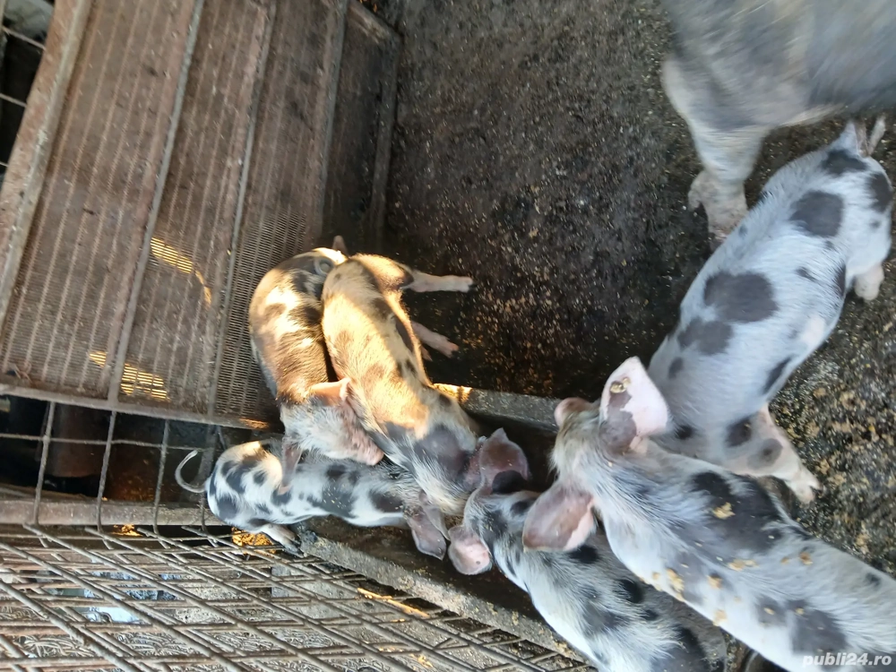 vand purcei 300 lei bucata si purcei mai mari 500 lei bucata vand purcei 300 lei bucata si purcei mai mari 500 lei bucata