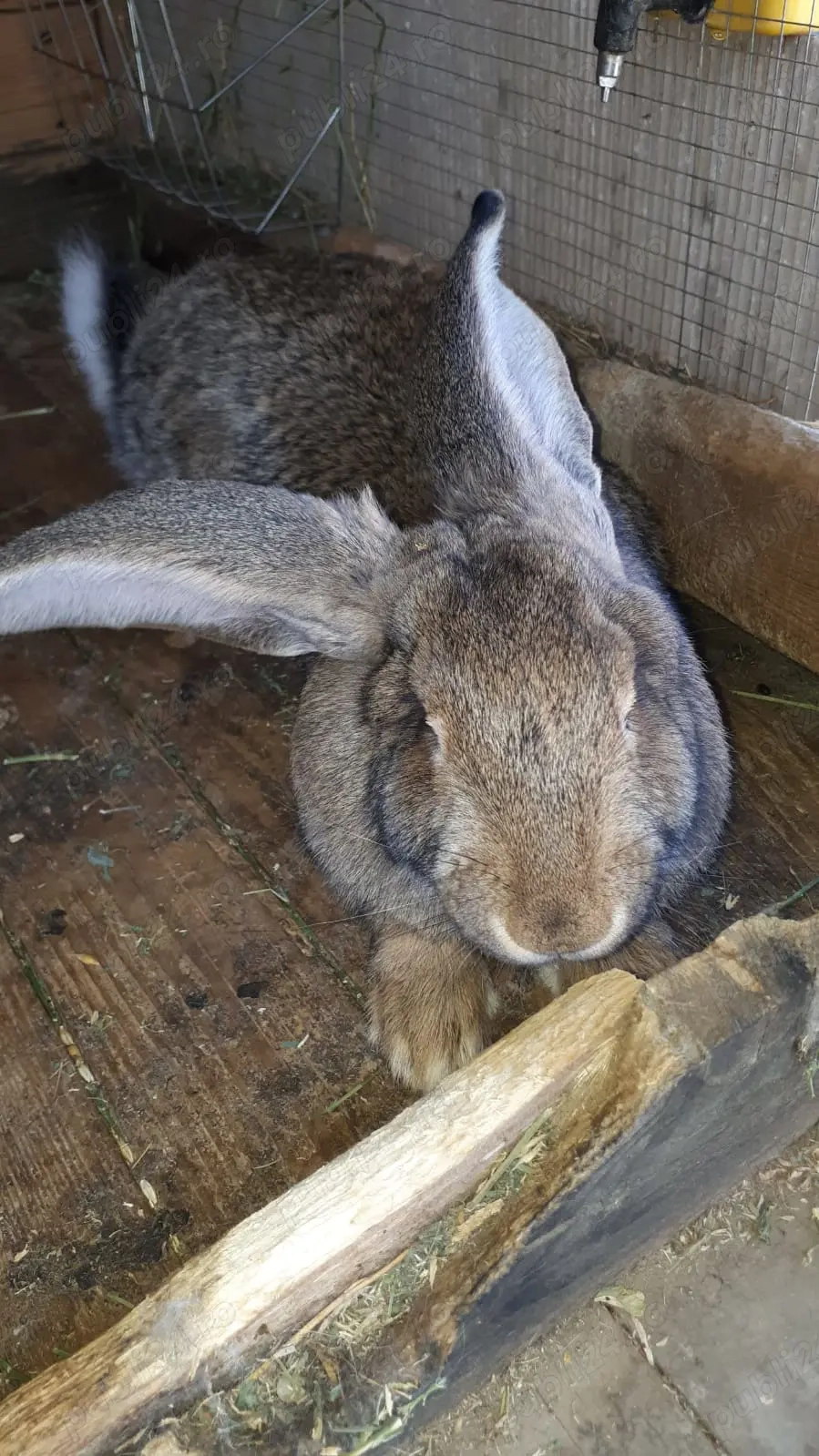 Vând iepuri  2 femele uriași belgian 