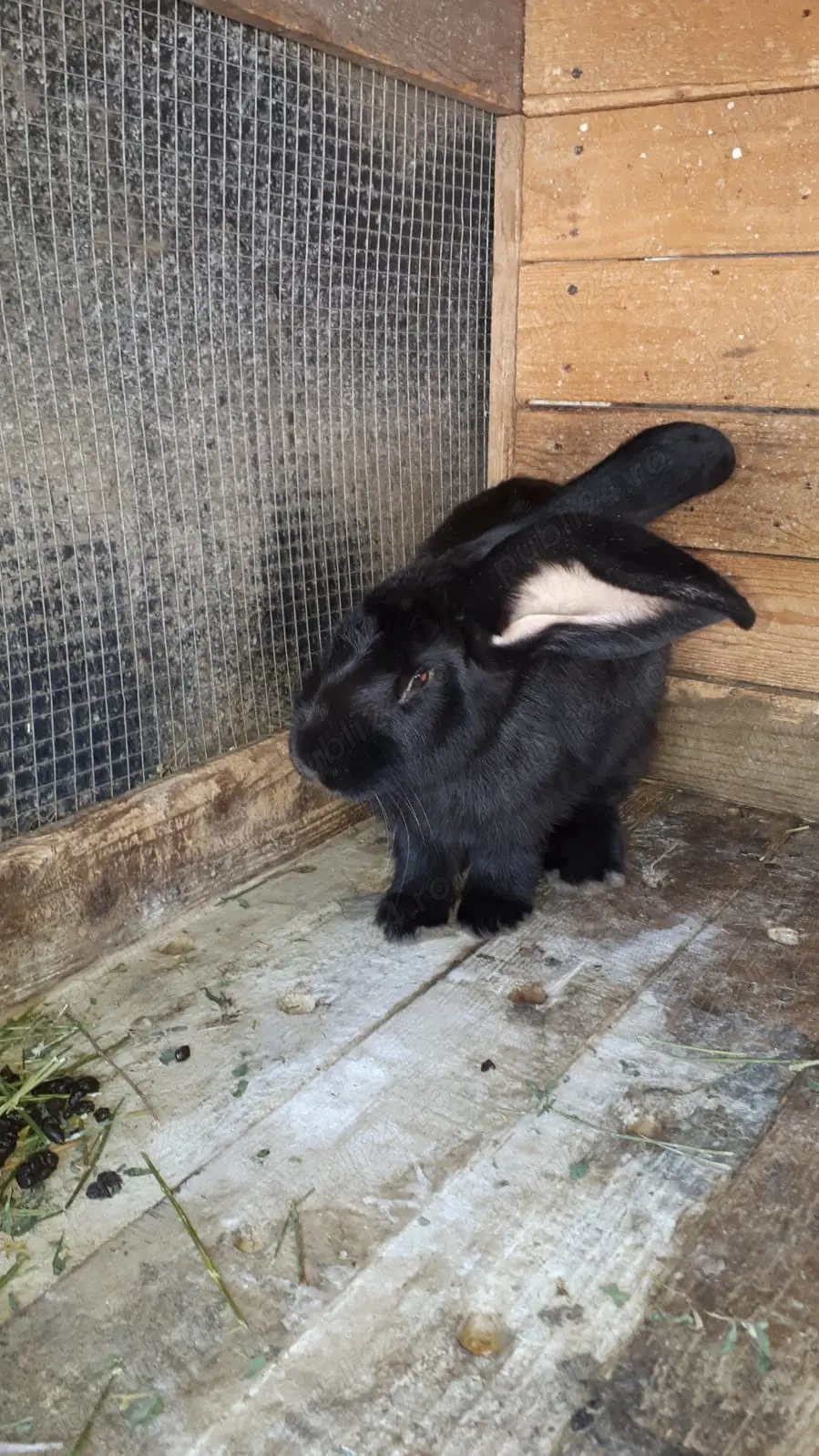 Vând masculi uriaș belgian 