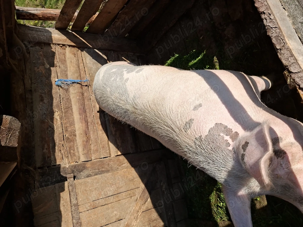 Porc de vânzare 