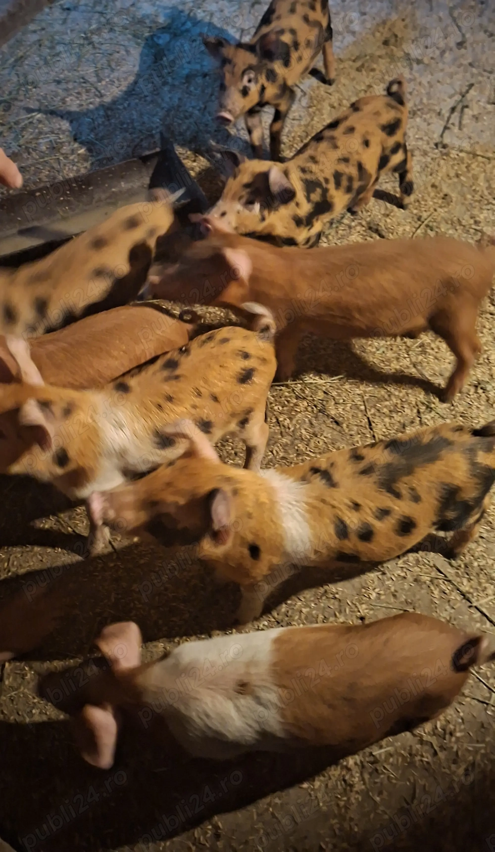 Purcei crescuți la țară 