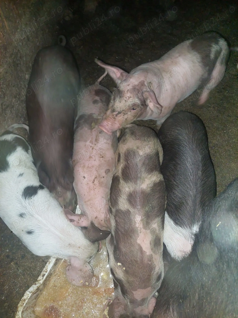 vand purcei de 6 saptamani 