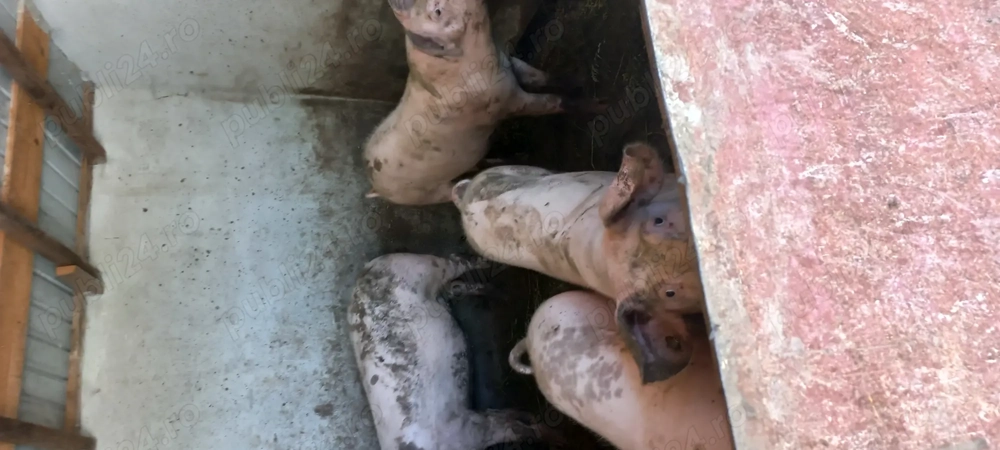 Vând porcii la 15 lei  kg Vând porcii la 15 lei  kg