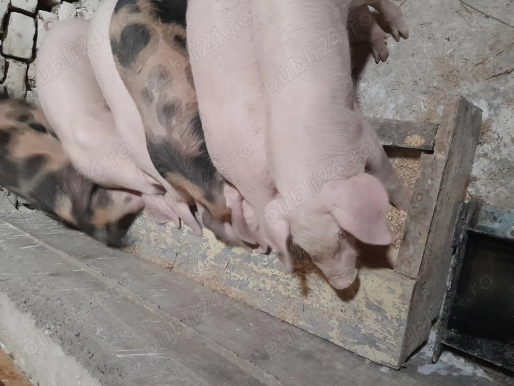 Vand purcei 13 saptamani