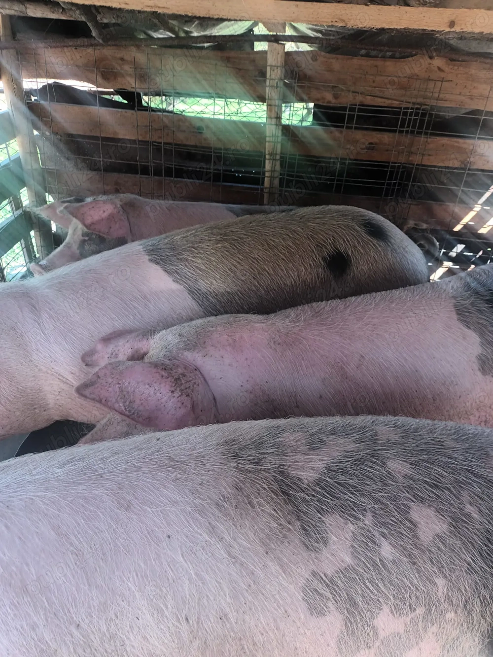 Vind porci de la 80 130 kg Vind porci de la 80 130 kg