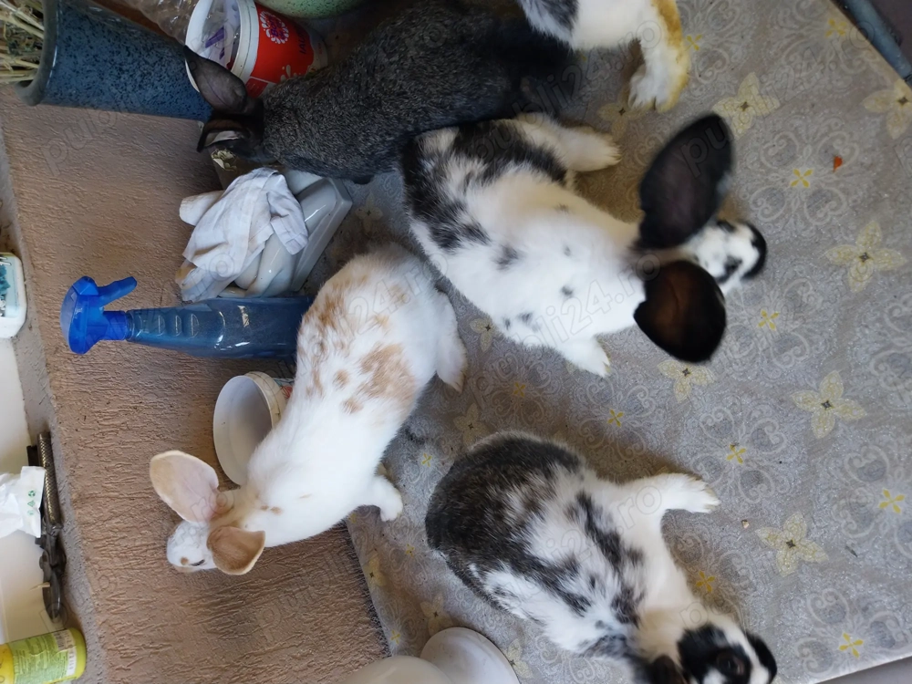 Iepuri fluture german Iepuri fluture german