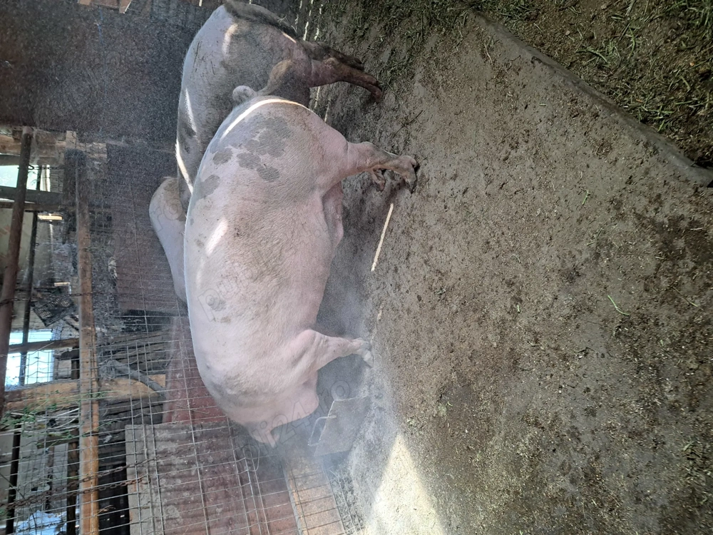 Vând porci grași crescuți în gospodăria proprie. 