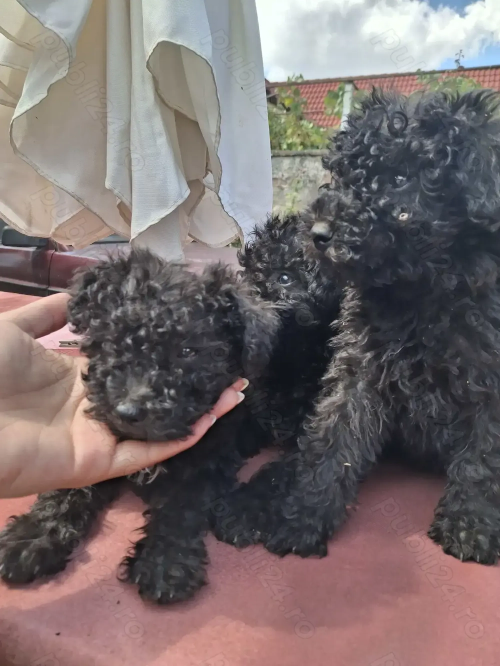 Vând căței rasa puli de intors