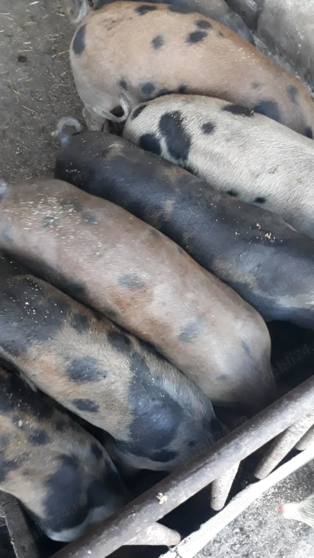 Vindem purcei la 50 60 kg Vindem purcei la 50 60 kg