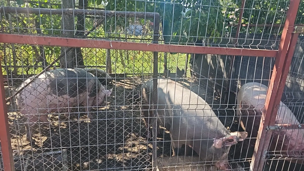 Vând porc! Vând porc!