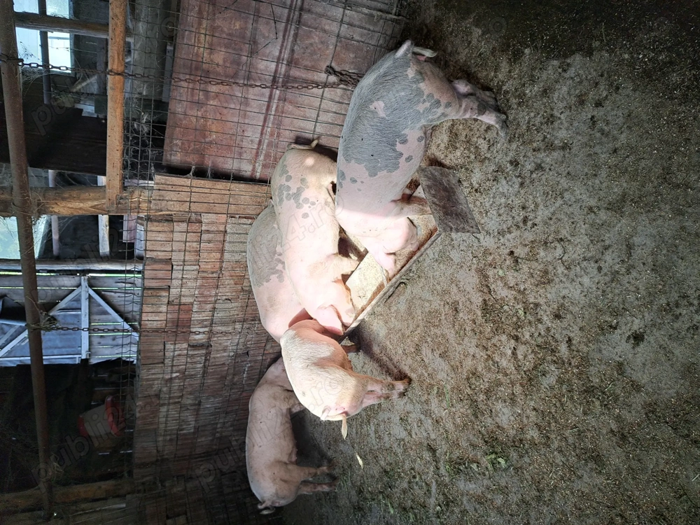 Vând cinci purcele bune de prasila (ținut). Vând cinci purcele bune de prasila (ținut).