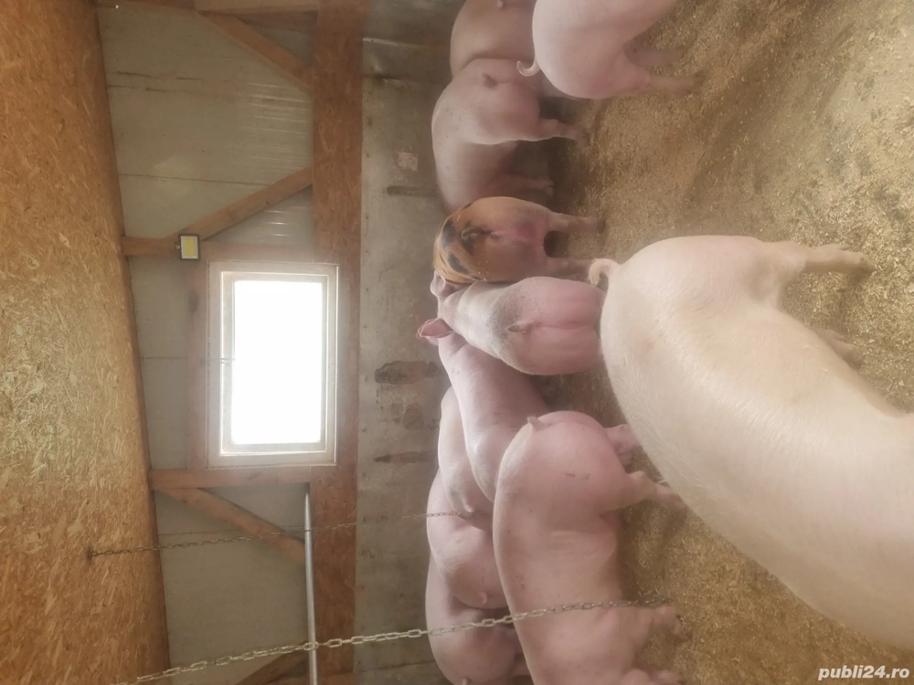 vand porci mari de diferite marimi 