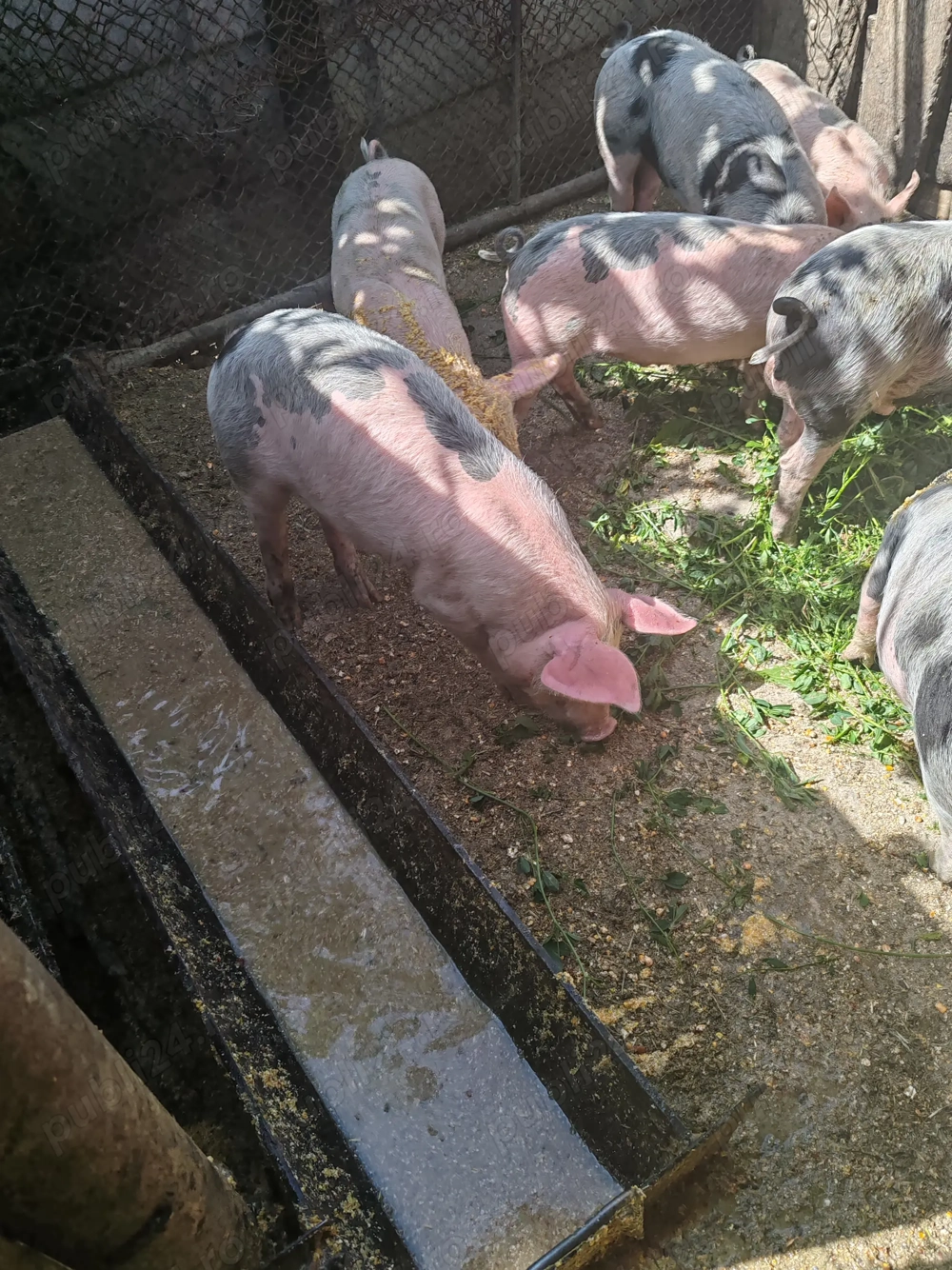 De vanzare purcei 8 saptamani De vanzare purcei 8 saptamani