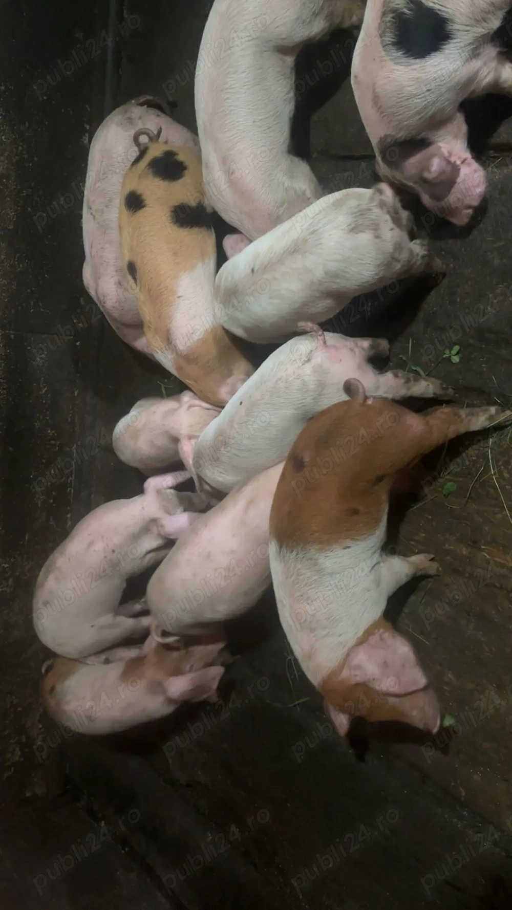 Purcei de vanzare! Purcei de vanzare!