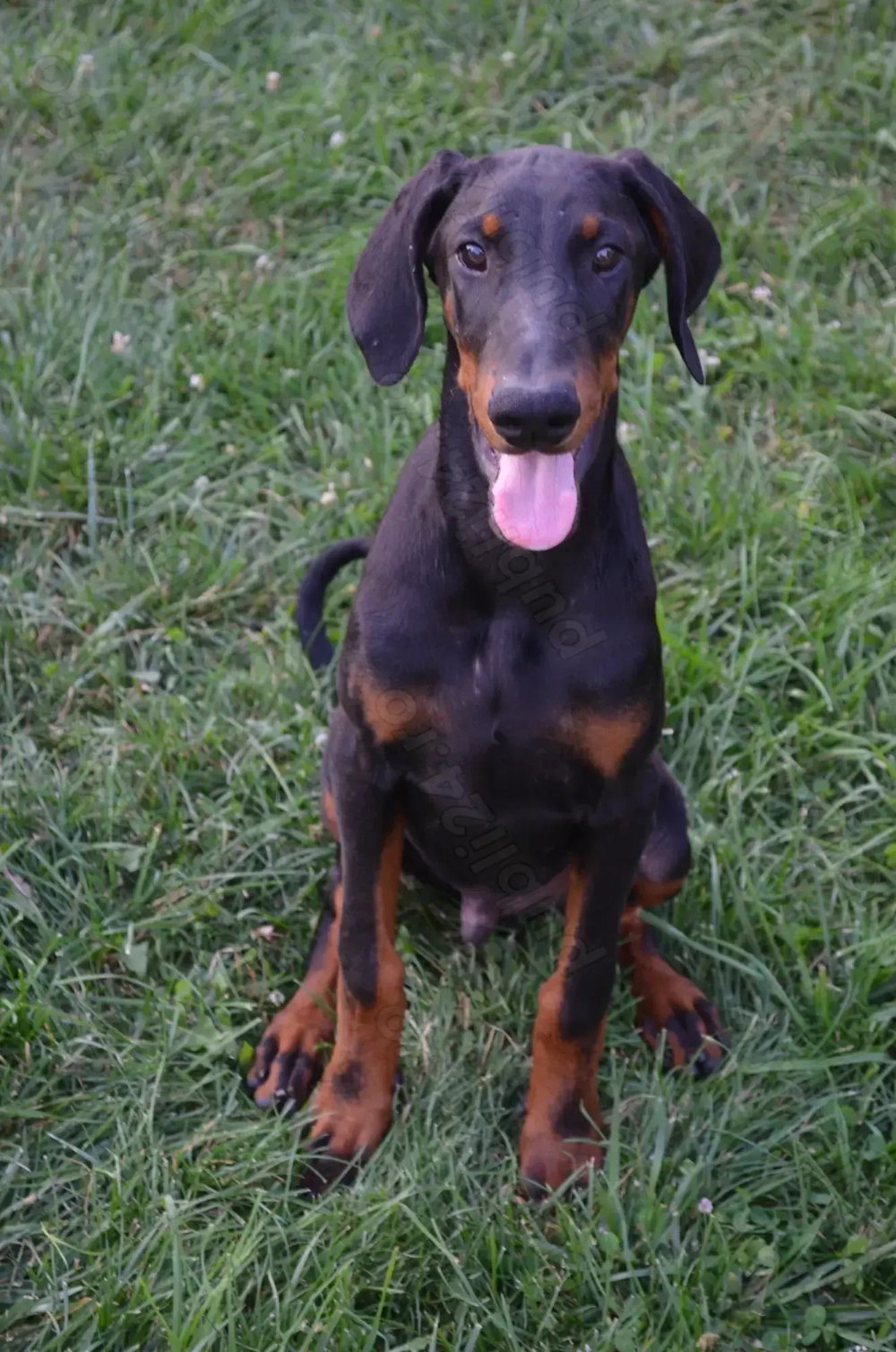 Mascul dobermann negru cu pedigree