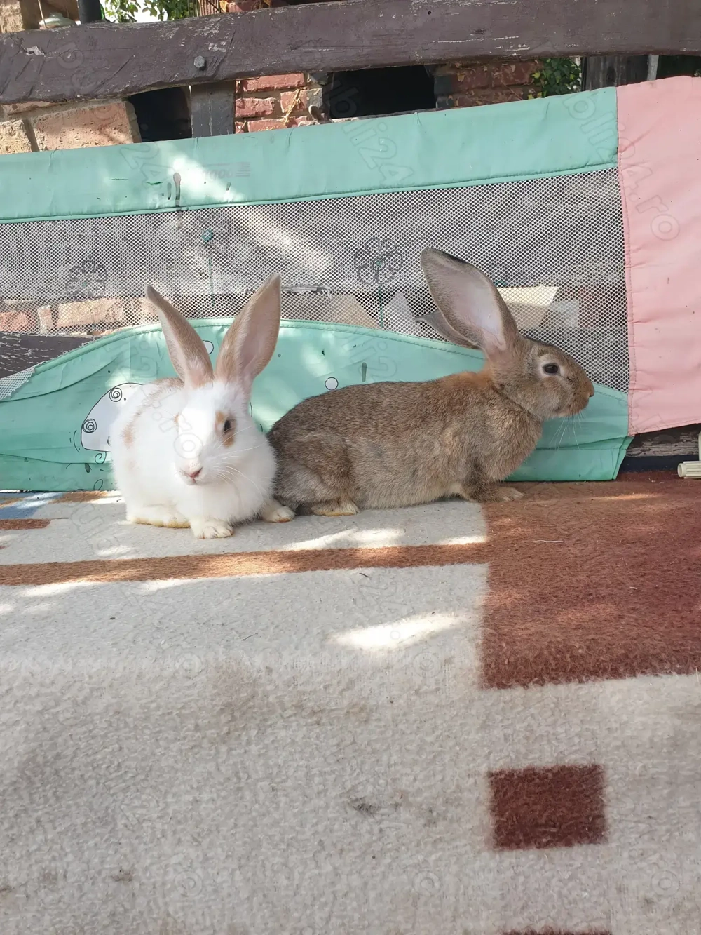 Vand iepuri 2 mascul