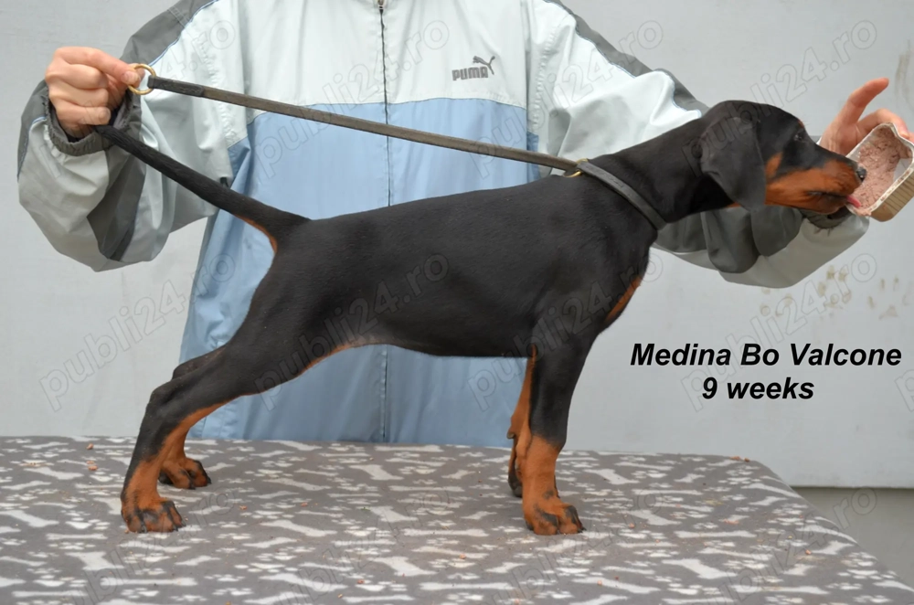 Pui doberman de super calitate