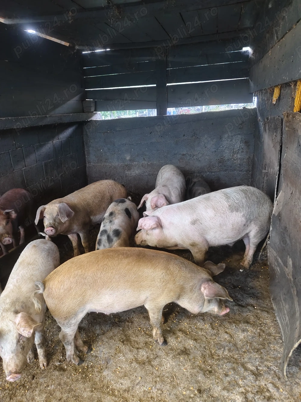 Porci de 50 -80 kg crescuti bio