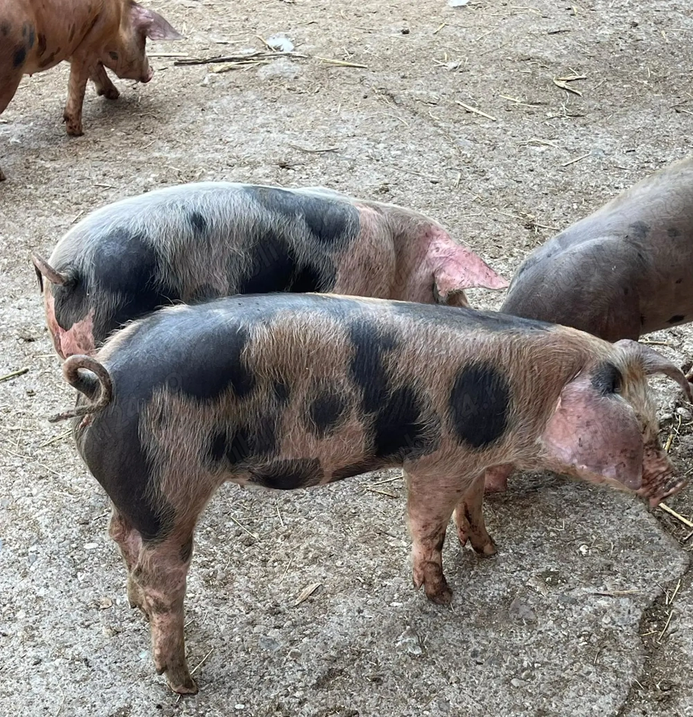 Purcei de vanzare Purcei de vanzare