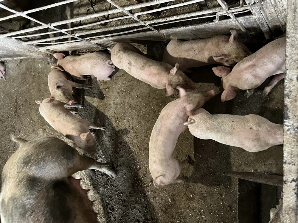 Vand purcei 250 bucata