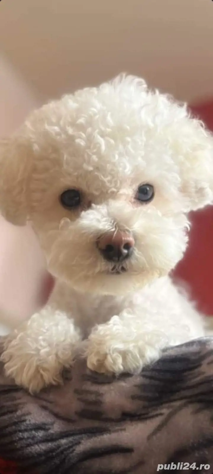 vînd pui bishon frize.