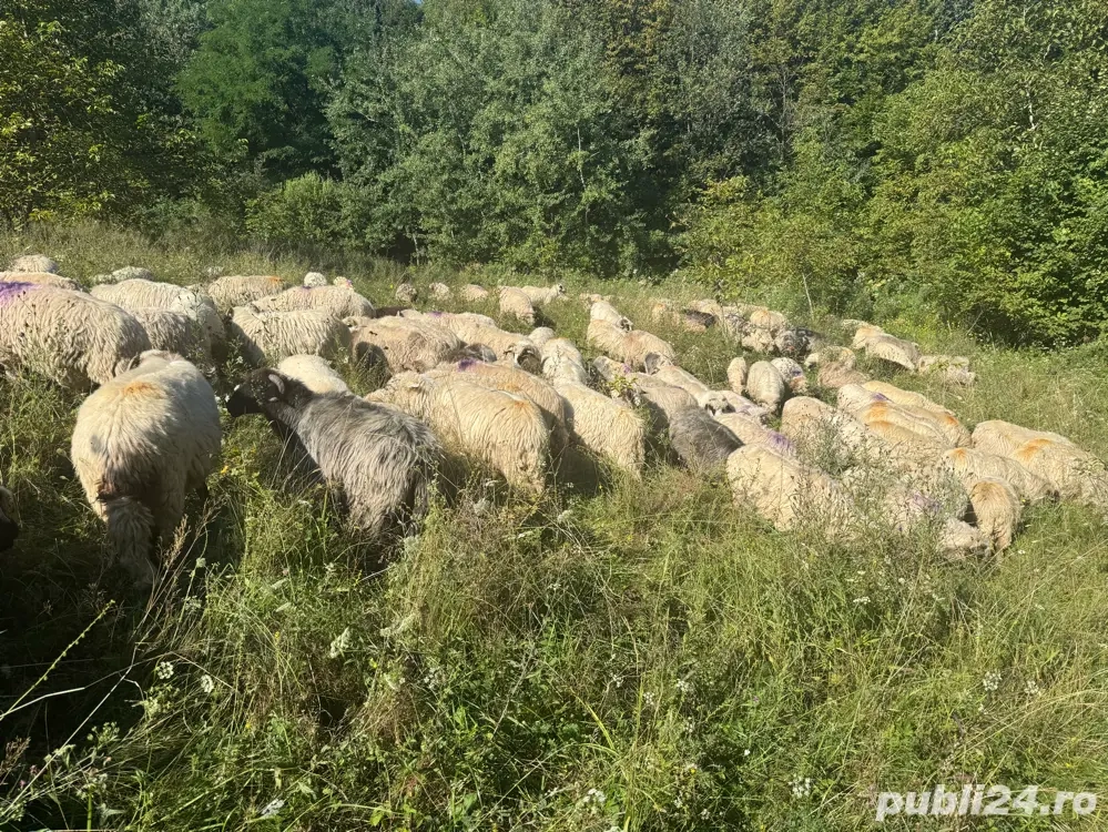 angajez cioban , om la ferma 