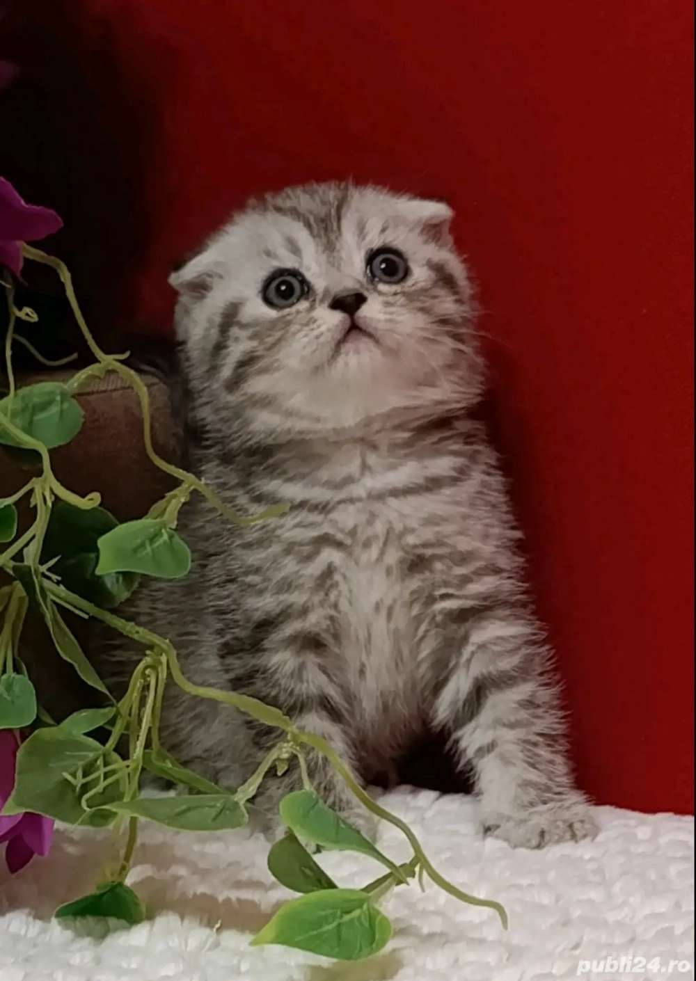 Scotish fold blue si chinchila silver 