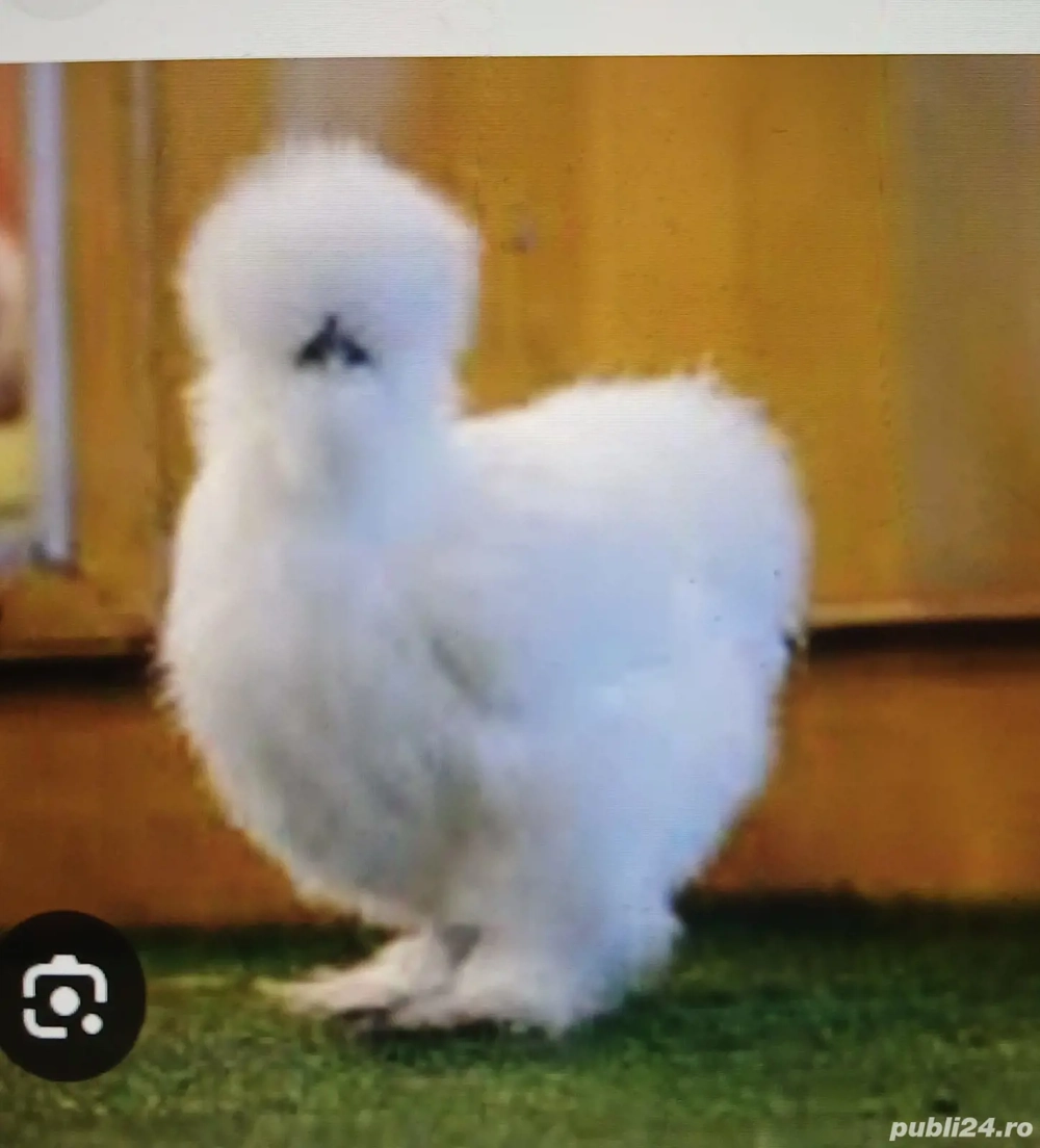 Pui de gaina, de matase Pui de gaina, de matase