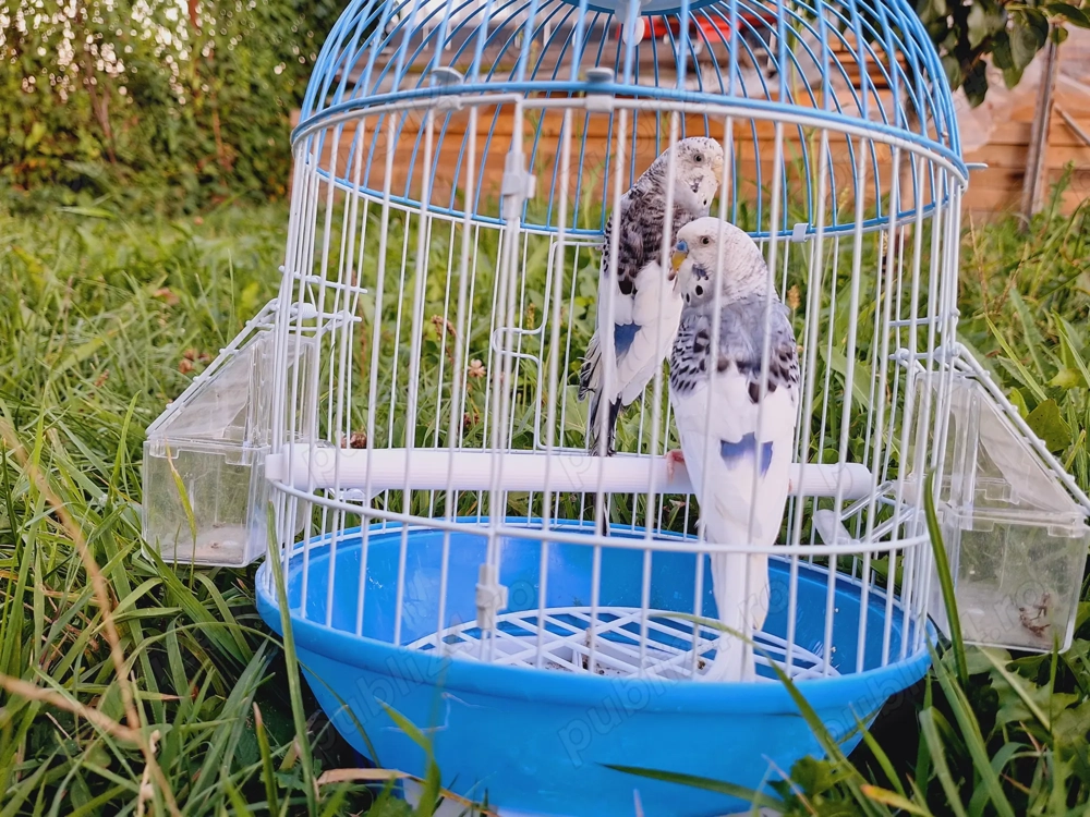 Vand papagali. Mai multe feluri.