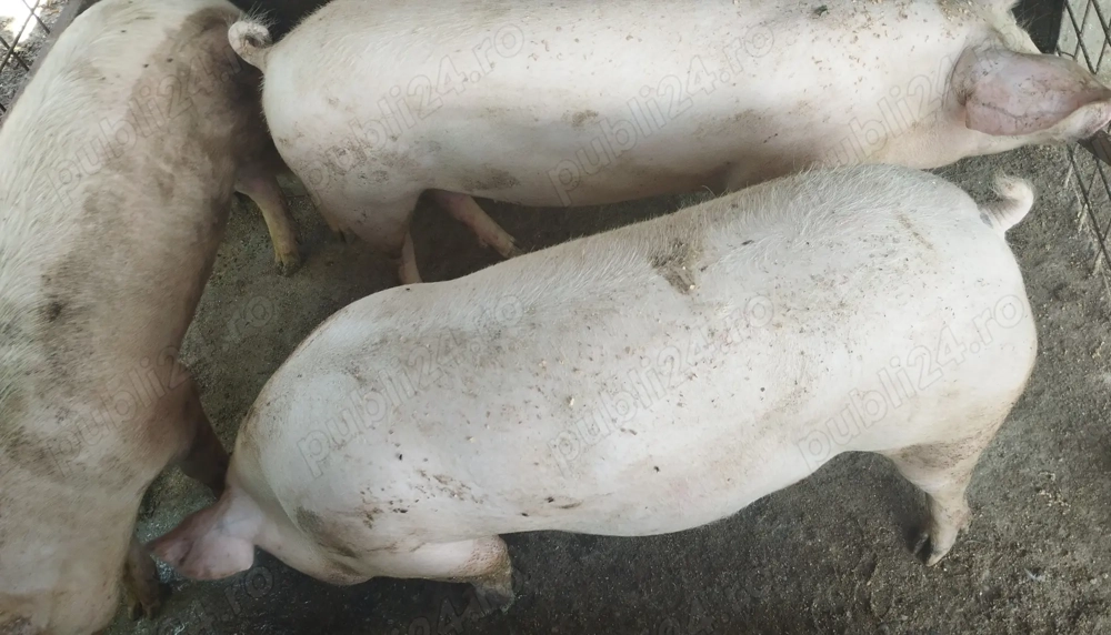 Porci de vânzare Porci de vânzare
