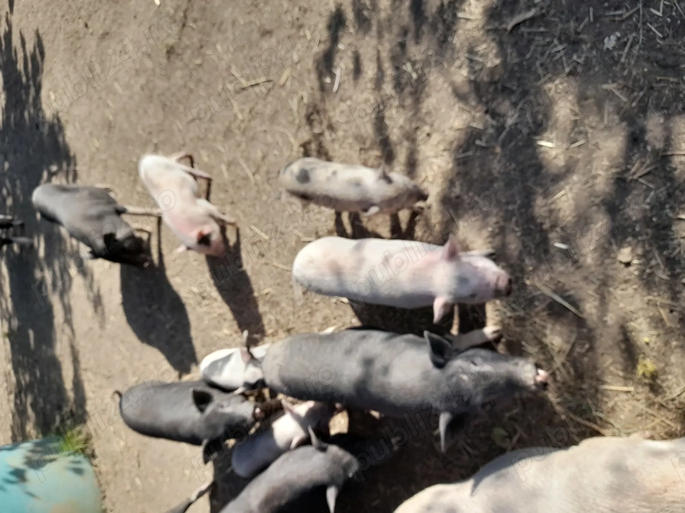 Schimb porci vietnamezi