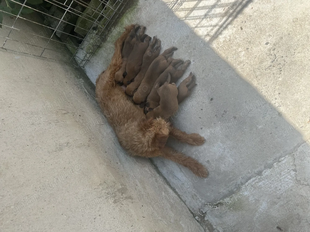 Vând pui Terrier Irlandez - Irish terrier