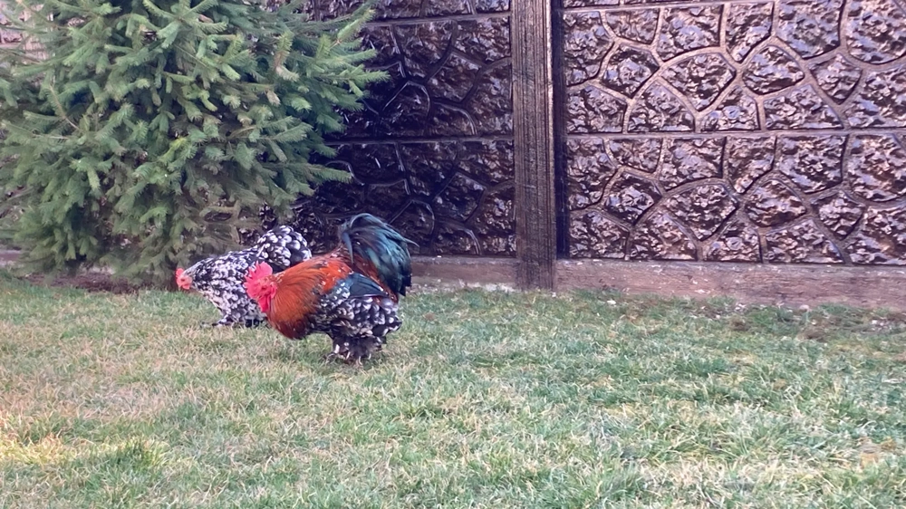 Vând pereche cochinchia pitic