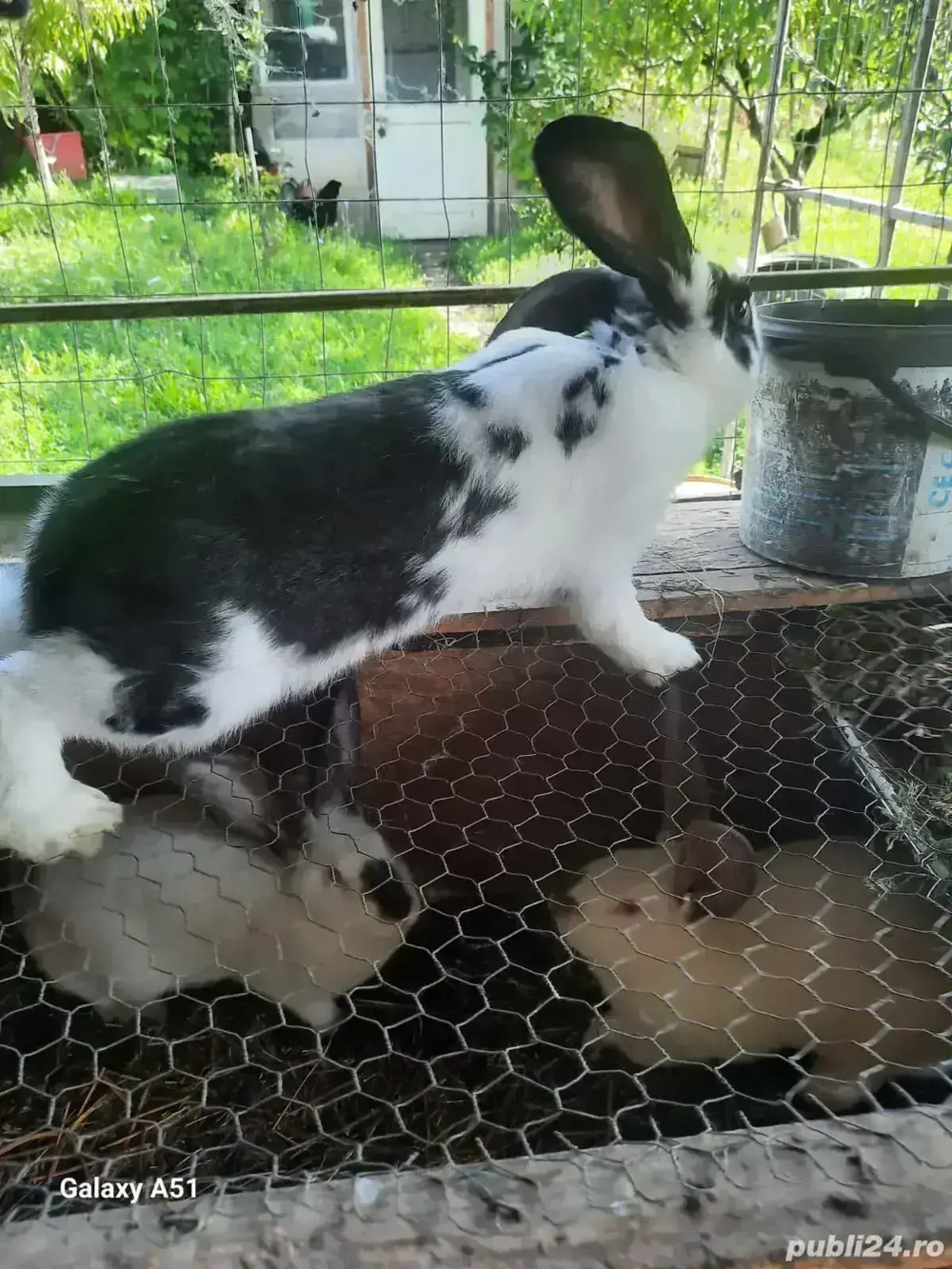 iepuri din februarie 2025