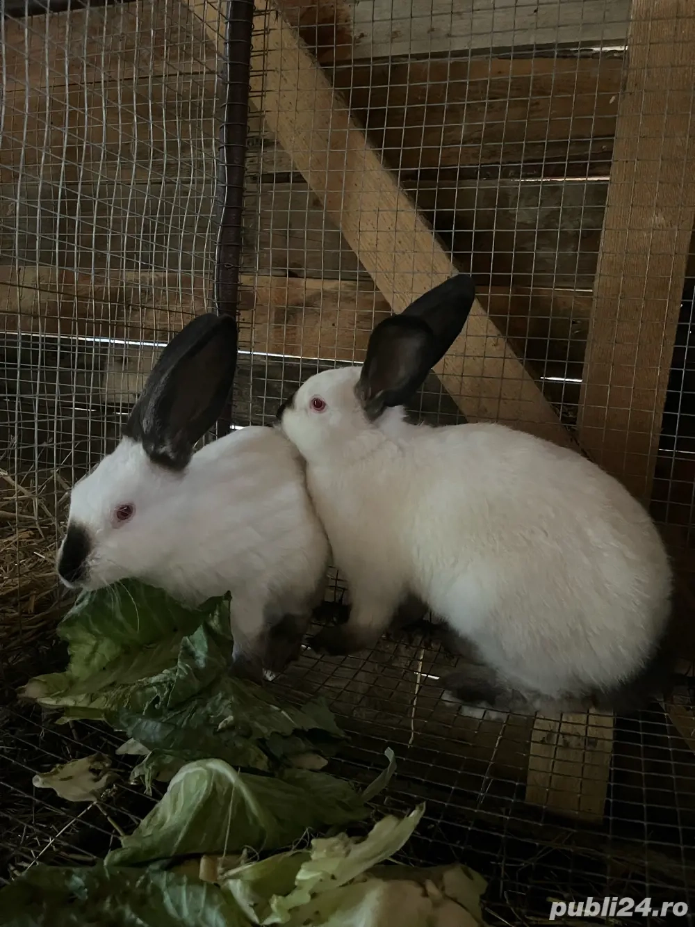 iepuri californian x urias de transilvania