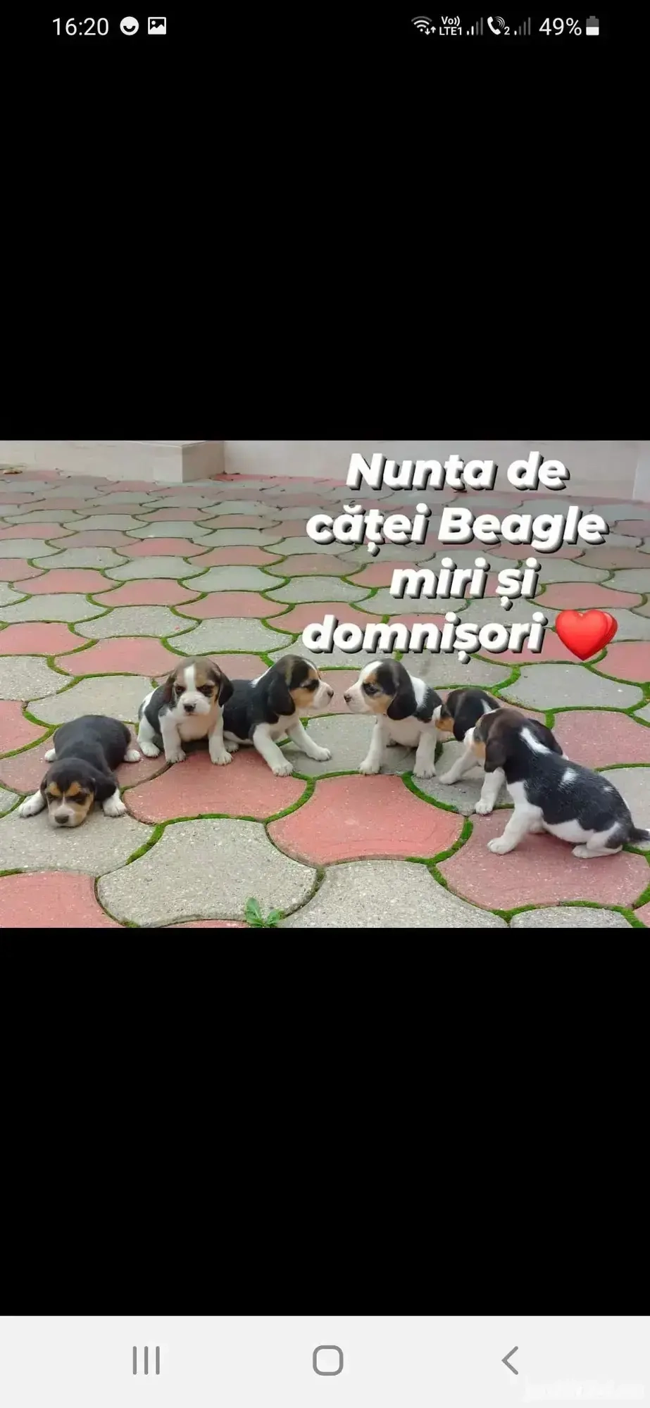 Catei Beagle de vanzare 