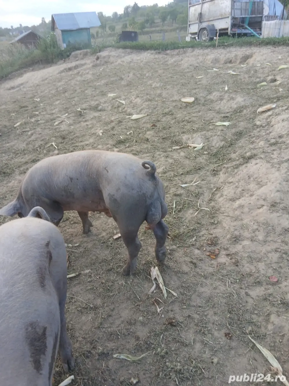 De vanzare vieri de prasila