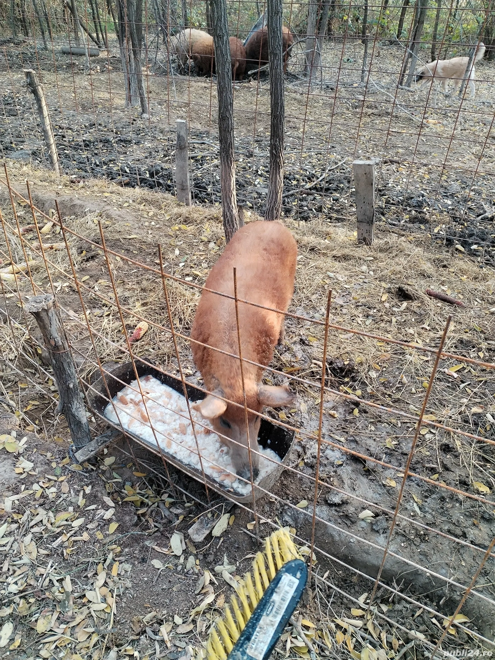 Iepuri roșii crescuți în mediul lor 