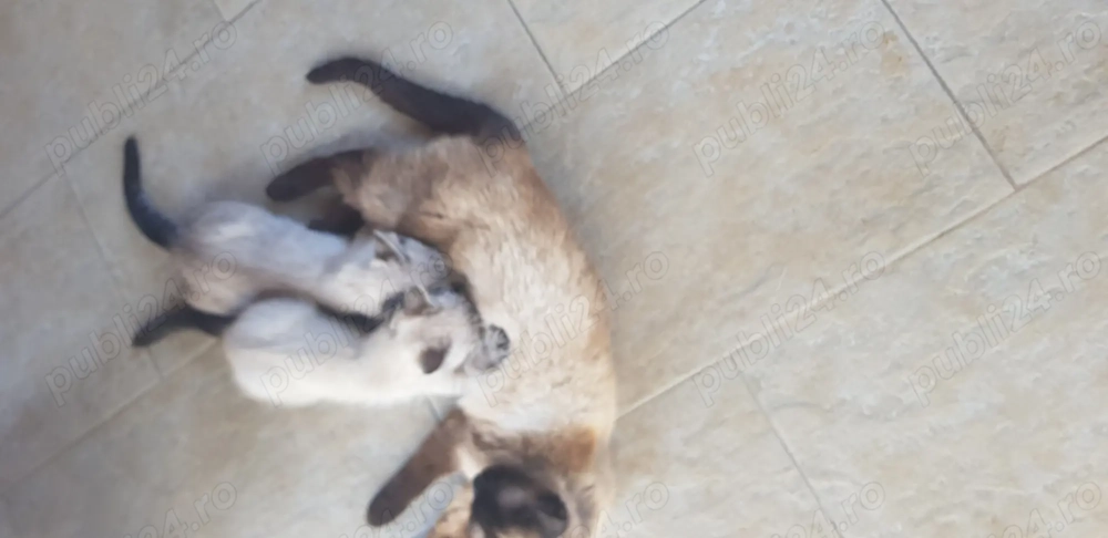 Pui metis siameza  Pui metis siameza