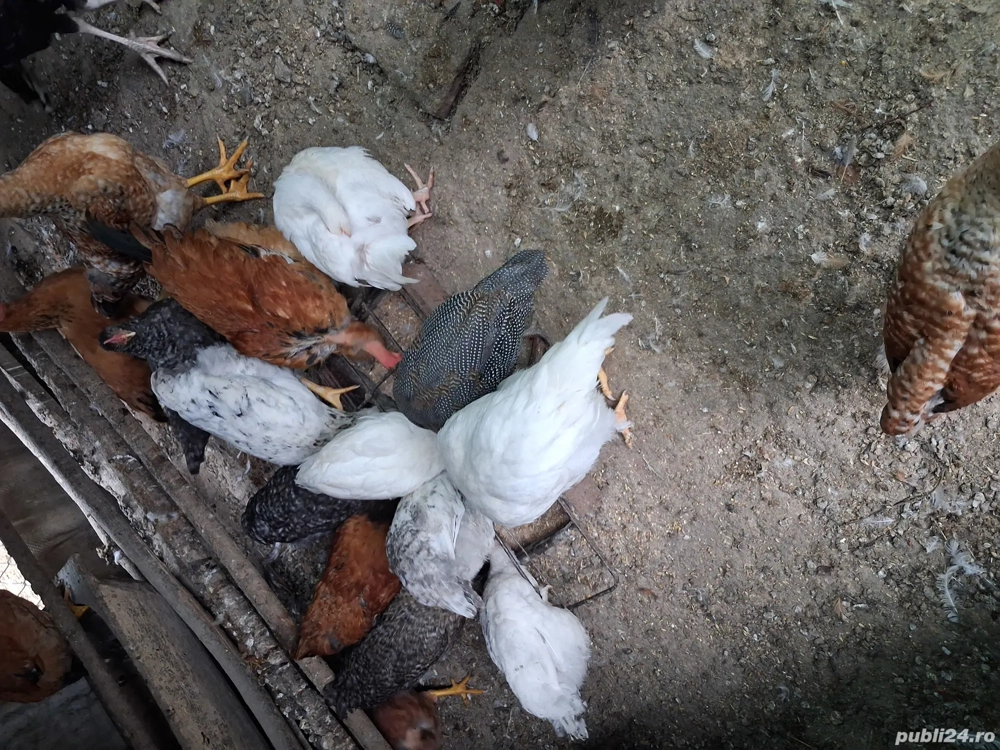 Pasari tinere de anul acesta.