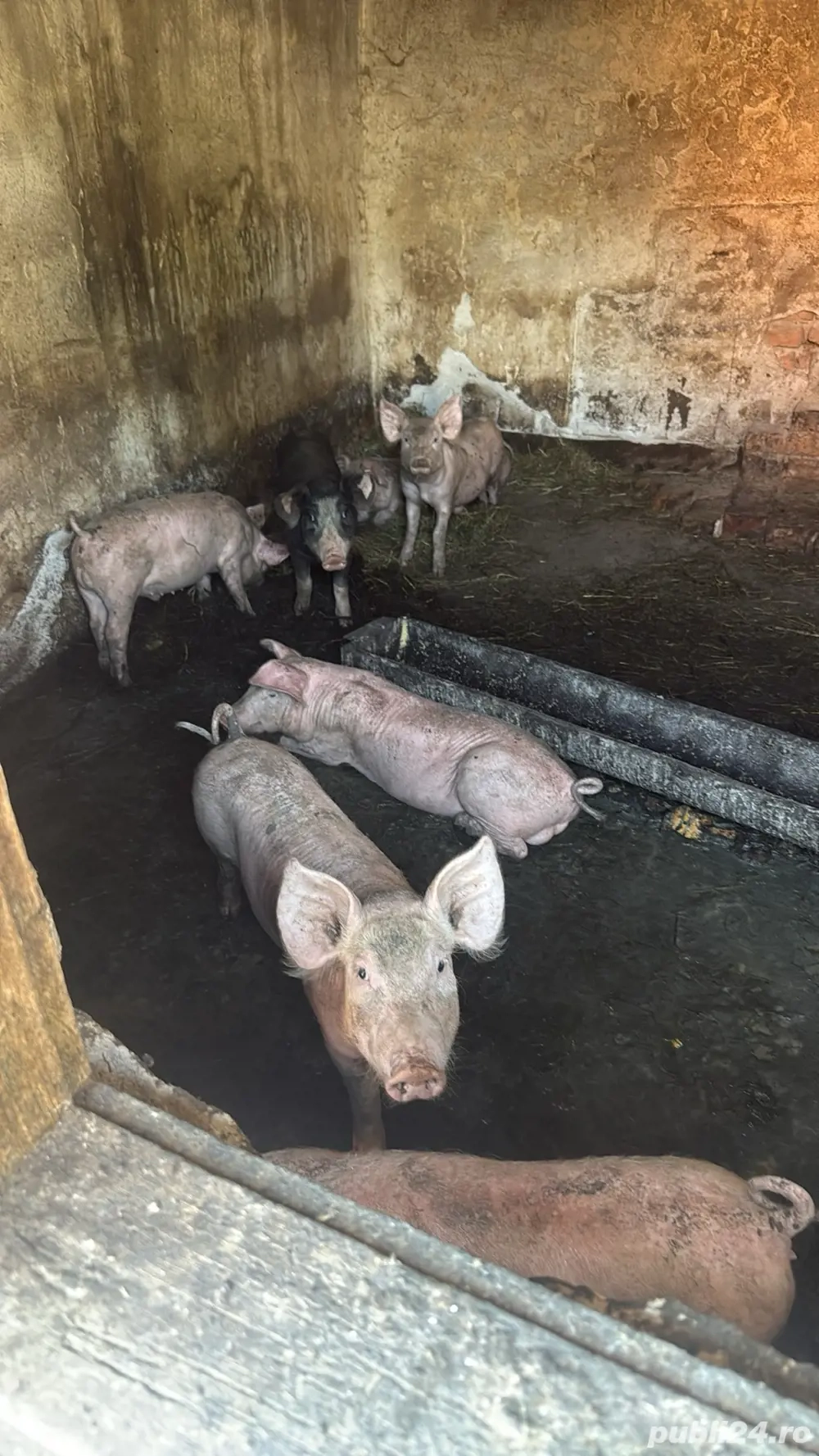 vand 5 purcei vand 5 purcei