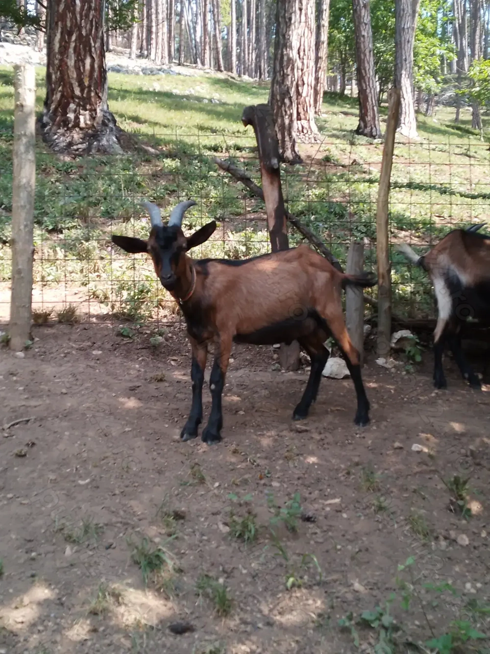 Tap alpin de vanzare