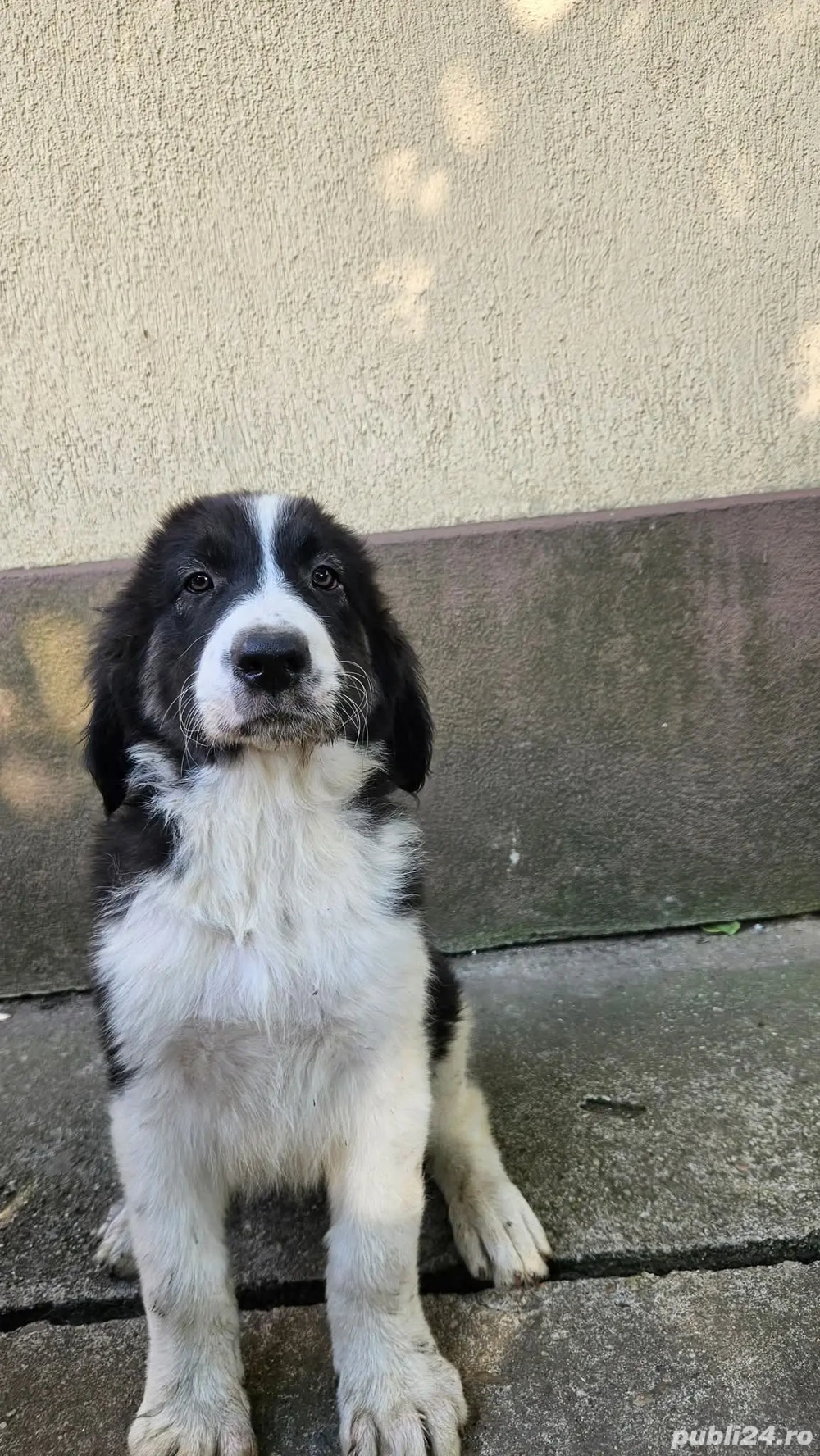 Căței ciobănesc de Bucovina 