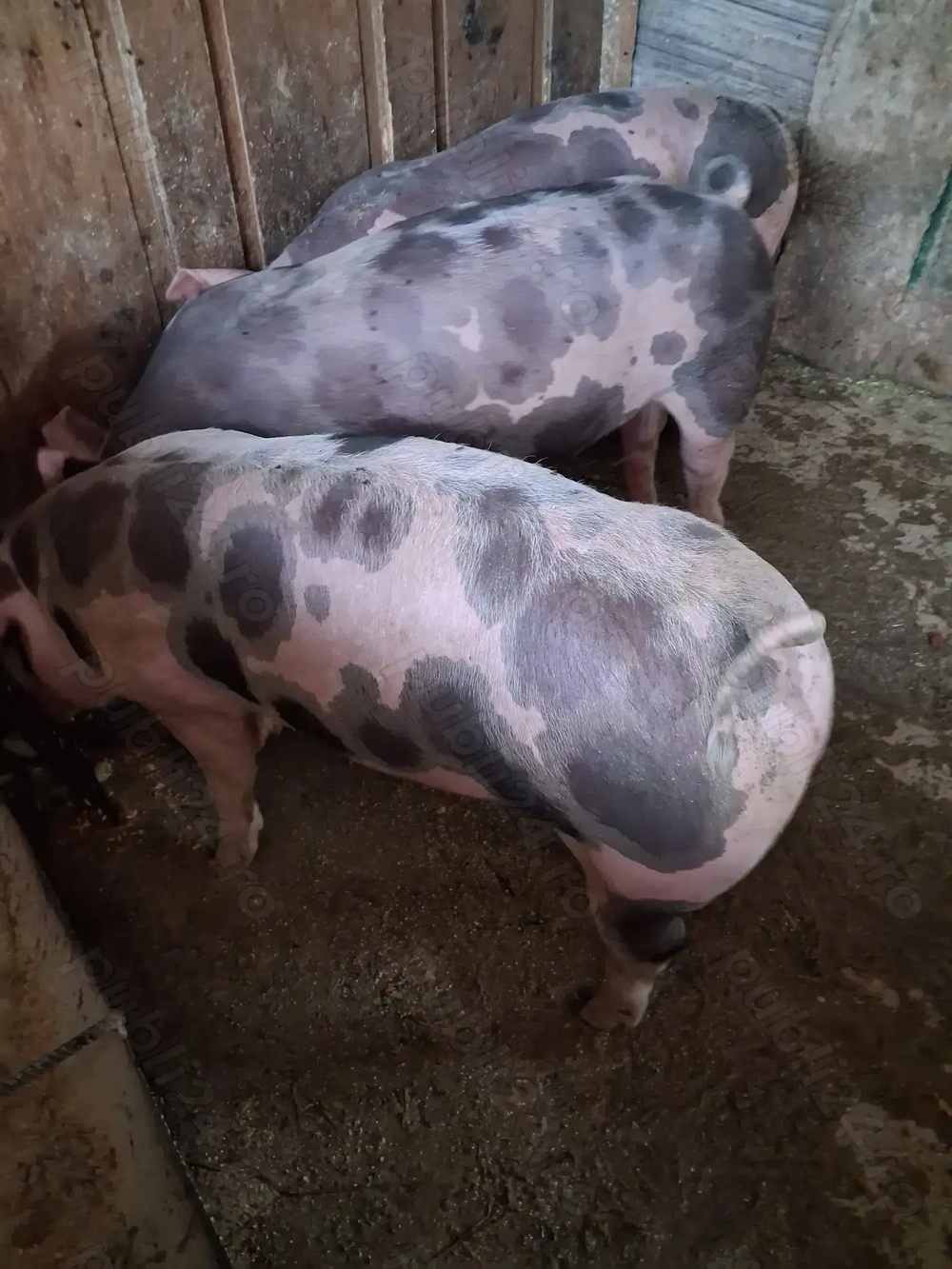 Vând purcei petrean belgian 