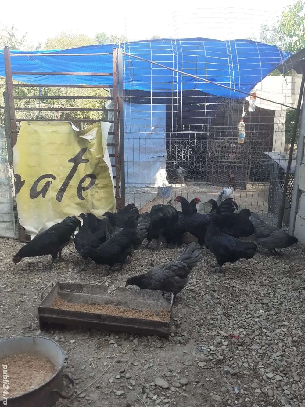 vând gaini austrolop  vând gaini austrolop