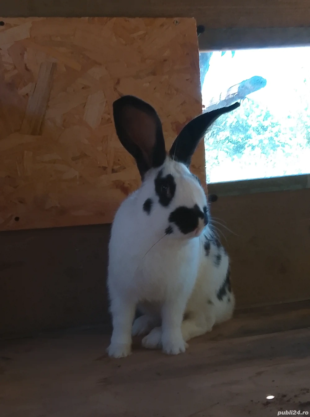 vand iepuri  vand iepuri